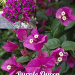 Bougainvillea - Purple Queen