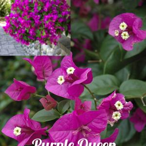 Bougainvillea - Purple Queen