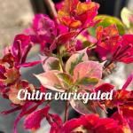 Bougainvillea - Chithra Variegated