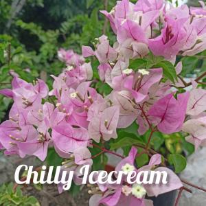 Bougainvillea - Chilly Icecream