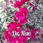 Bougainvillea -Dr.Rao Red