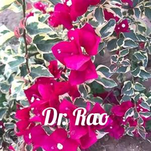 Bougainvillea -Dr.Rao Red