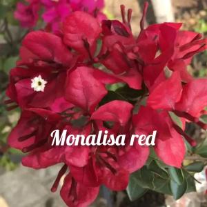 Bougainvillea - Monalisa Red