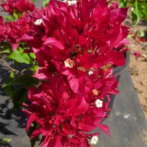 Bougainvilliea- Ruby Red