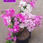 Bougainvillea - Splash