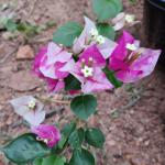 Golden Rao - Bougainvillea