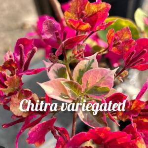 Chitra Varigated