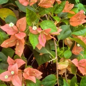 Peach - Breeza