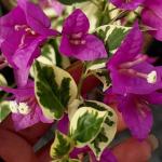 Purple Variegated - Breeza