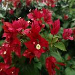 Red - Breeza