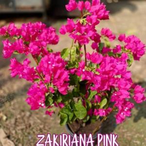 Pink - Zakiriana