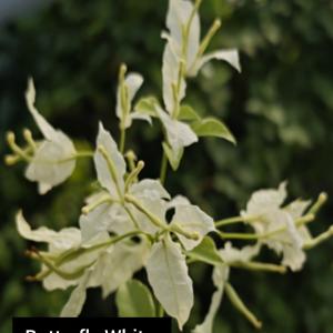 Butterfly White