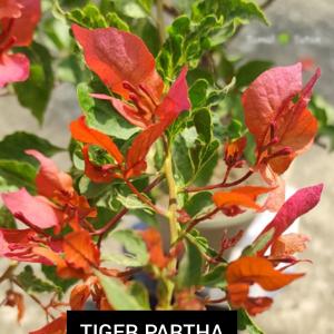 Tiger Partha