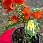 Thimma Orange