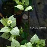 Flame White