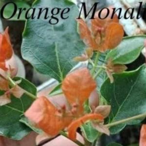 Monalisa Orange