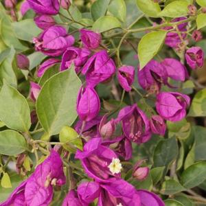 Tanglong Purple