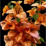 Foxtail Orange