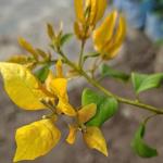 Foxtail Yellow