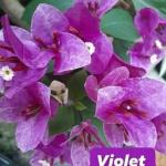 Violet September