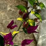 Golden Purple Flame