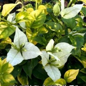 Golden Flame White