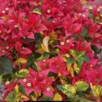 Golden Breeza Red