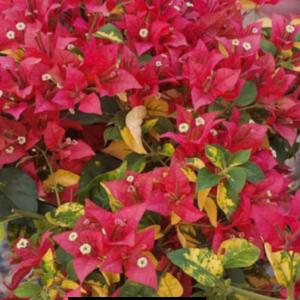 Golden Breeza Red