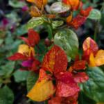 Adarna