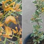Bougainvillea - Rayfis