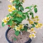 Bougainvillea - Mahara Gold