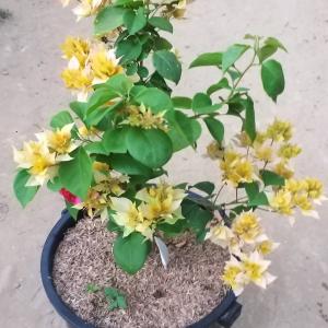 Bougainvillea - Mahara Gold