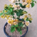 Bougainvillea - Mahara Gold