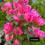 Bougainvillea-Spider Cristina