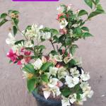 Bougainvillea - Sufia Indiana