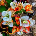 Bougainvillea - Golden Sunshine